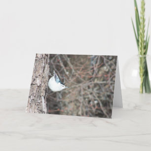 Carte Nuthatch à poitrine blanche