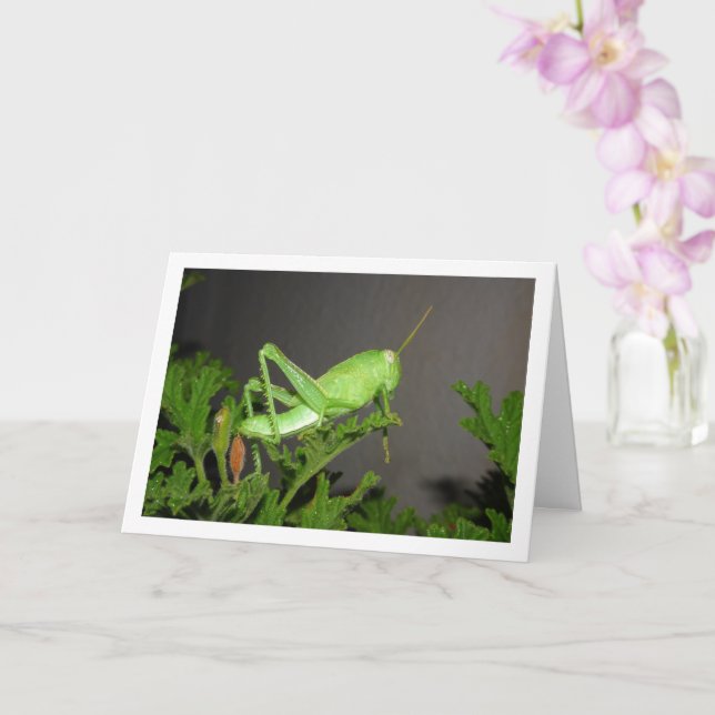 Carte Nymphe de sauterelle égyptienne sur Citronella Pla (Orchidée)