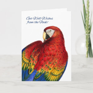 Carte Obtenez de bons voeux du groupe Rainbow Macaw Parr