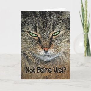 Carte Obtenir le meilleur chat