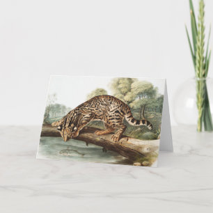 Carte Ocelot, chat léopard (Felis pardalis) Illustration