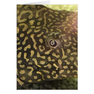 Carte OEil poisson