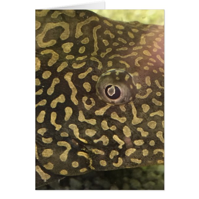 Carte OEil poisson (Devant)