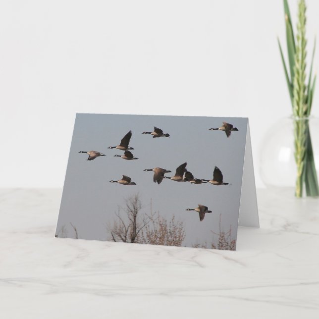 Carte Oies canadiennes en vol II (Devant)