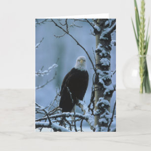 Carte Oiseau / Aigle chauve dans la neige hivernale