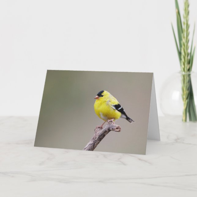 Carte Oiseau américain Goldfinch (Devant)