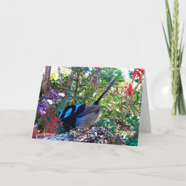 Carte Oiseau australien, roitelet féerique superbe (Devant)
