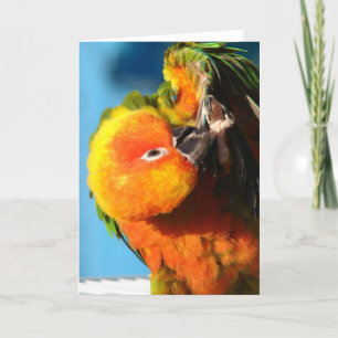 Carte Oiseau coloré