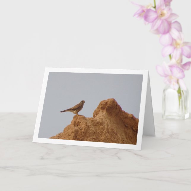 Carte Oiseau de faucille, Falco Tinnunculus (Orchidée)