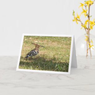 Carte Oiseau de Hoopoe sur l'herbe