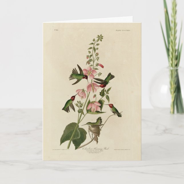 Carte Oiseau de Humming - Oiseaux d'Audubon (Devant)