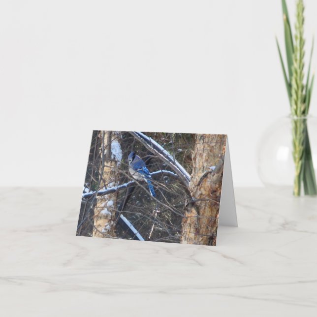 Carte Oiseau de Jay Bleu dans les arbres d'hiver (Devant)