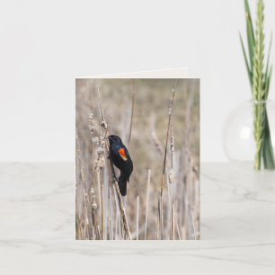 Carte Oiseau-noir à ailes rouges sur la mauvaise herbe