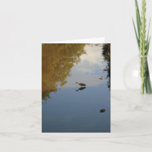 Carte Oiseaux aquatiques dans le parc Pollok, Glasgow