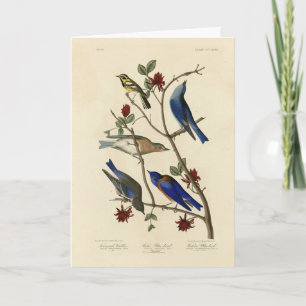 Carte Oiseaux bleus et Paruline, Oiseaux d'Amérique d'Au