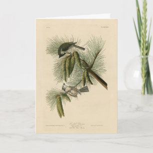 Carte Oiseaux d'Amérique à pois (touffus)