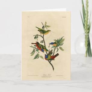 Carte Oiseaux d'Amérique d'Audubon