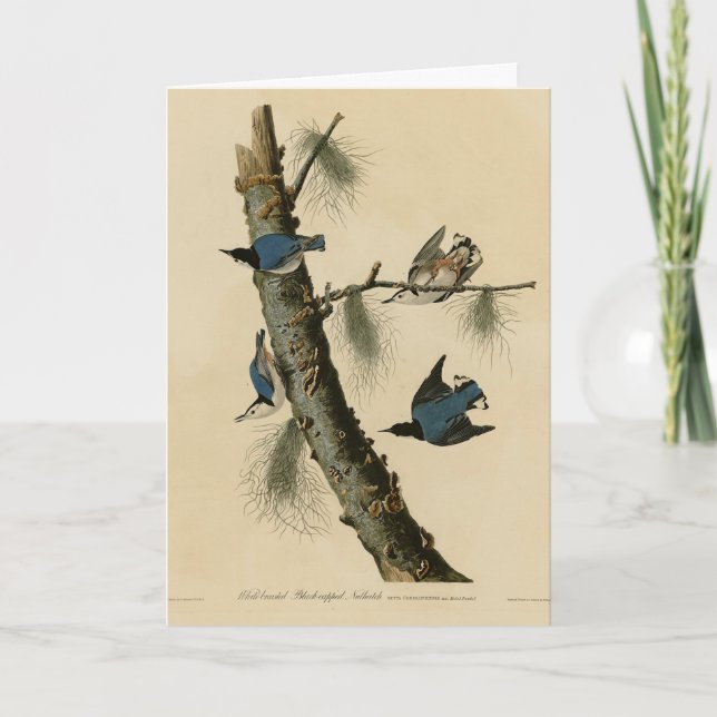 Carte Oiseaux d'Amérique de Nuthatch Audubon au coeur bl (Devant)