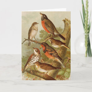 Carte Oiseaux d'Amérique du Nord   Gustav Mützel