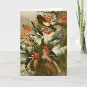 Carte Oiseaux d'Amérique du Nord   Gustav Mützel