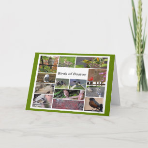 Carte Oiseaux de Boston Photo Collage