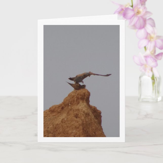 Carte Oiseaux de Kestrel Communs Mating, Falco Tinnuncul (Orchidée)