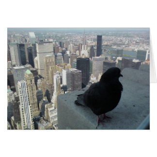 Carte Oiseaux de New York