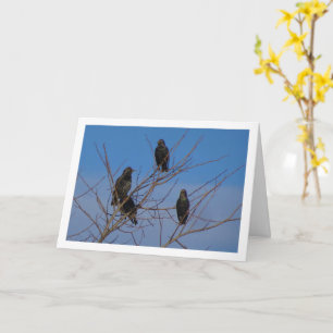 Carte Oiseaux de Starling