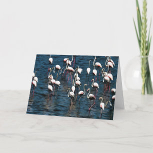 Carte Oiseaux Flamants roses en rose et blanc sur bleu I