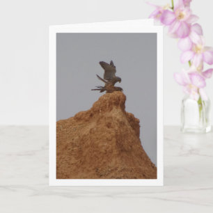 Carte Oiseaux Kestrel Communs Mating, Falco Tinnunculus 