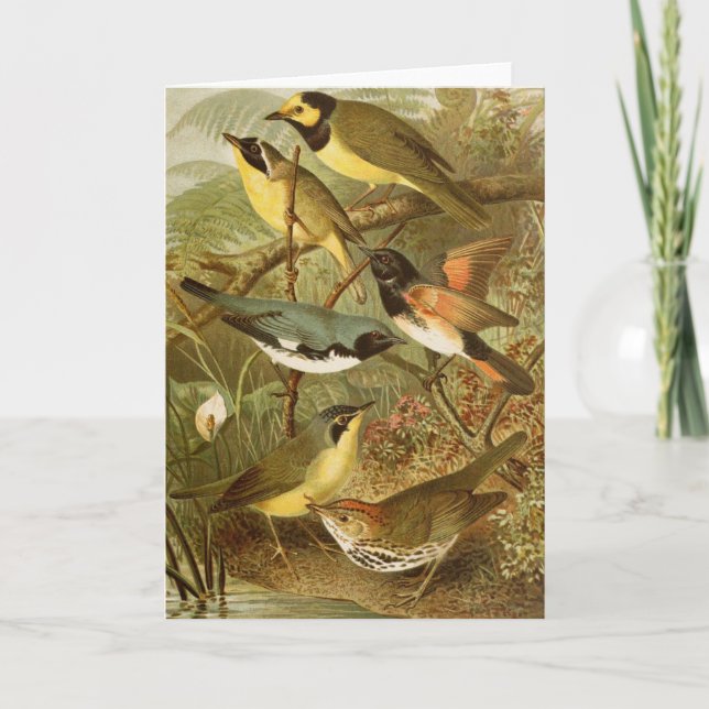 Carte Oiseaux nord-américains | Tzel Gustav Mü (Devant)