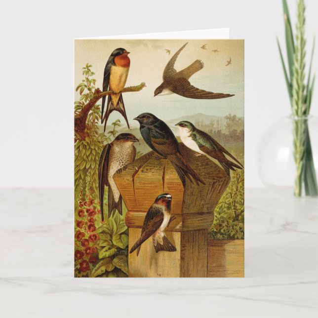 Carte Oiseaux nord-américains | Tzel Gustav Mü (Devant)