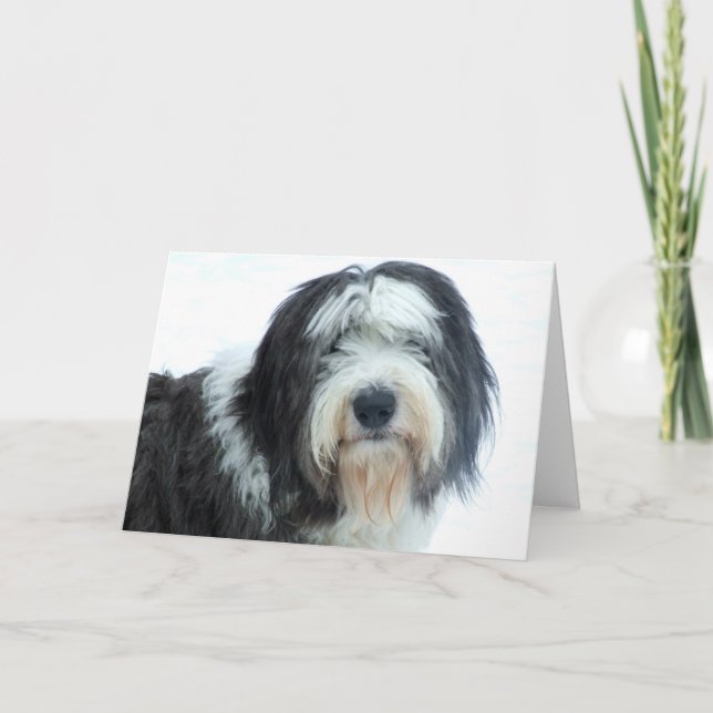Carte Old English Sheepdog (Devant)