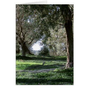 Carte Olive Grove