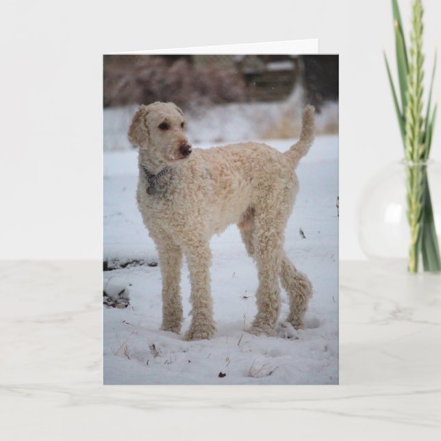 Carte Ollie (Devant)