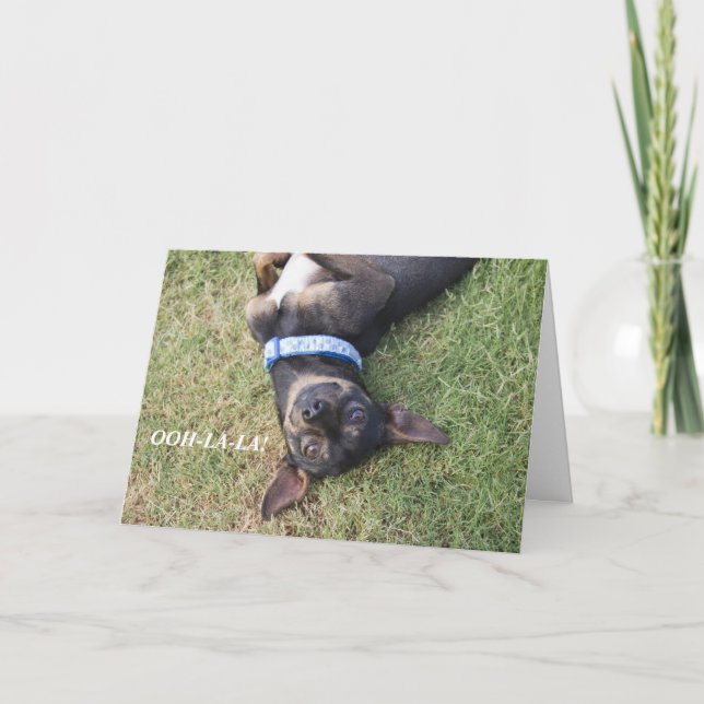 Carte Ooh-la-Chihuahua (Devant)