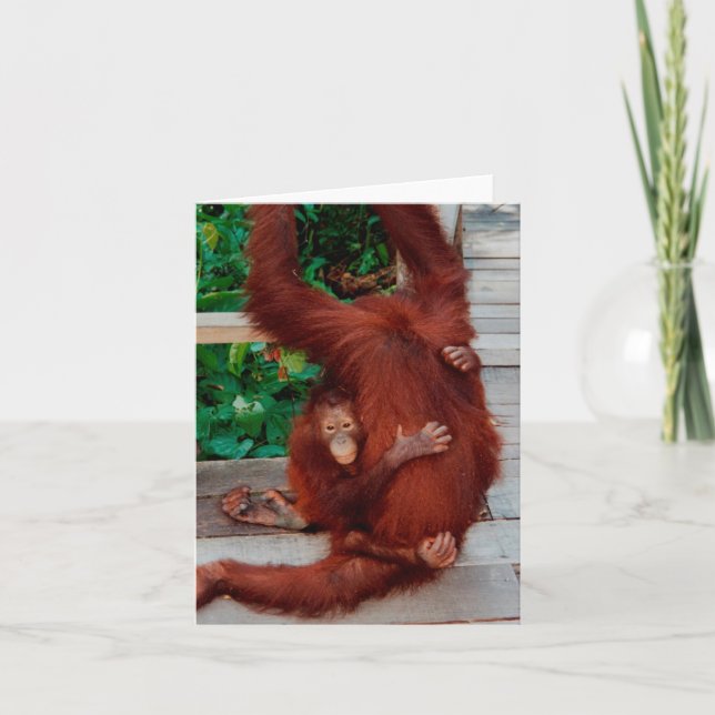 Carte Orang-outan de Bornéo (Devant)
