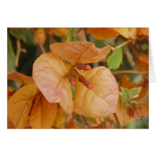 Carte Orange Bougainvillea
