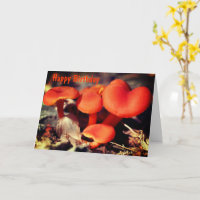 Orange Champignons rouges Nature Anniversaire