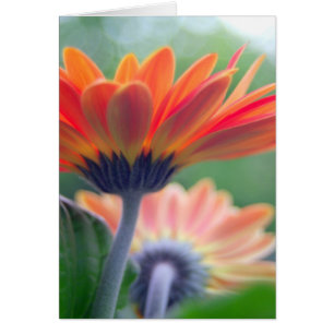 Carte orange de Gerbera