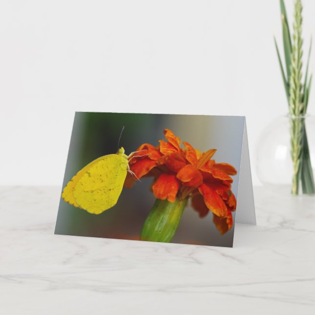 Carte Orange dormant (Devant)