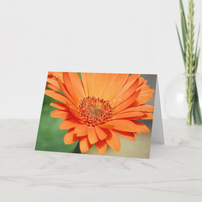 Carte Orange Gerbera Daisy (Devant)
