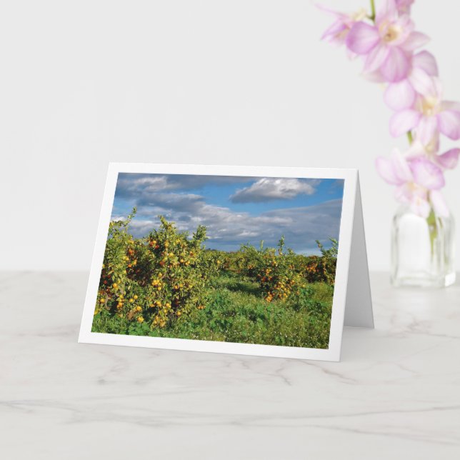 Carte Orange Orchard, Valence, Espagne (Orchidée)