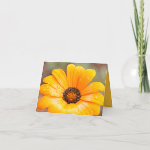 Carte Orange Spring Flash African Daisy Close Up Photo