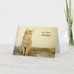 Carte orange Tabby Birthday
