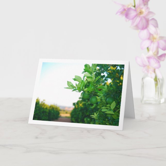 Carte Oranges vertes dans l'arbre (Orchidée)