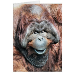 carte ORANGUTAN