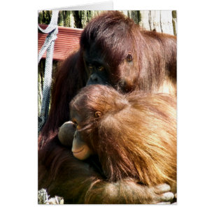 CARTE ORANGUTANS