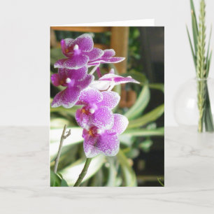 Carte orch greting card flower