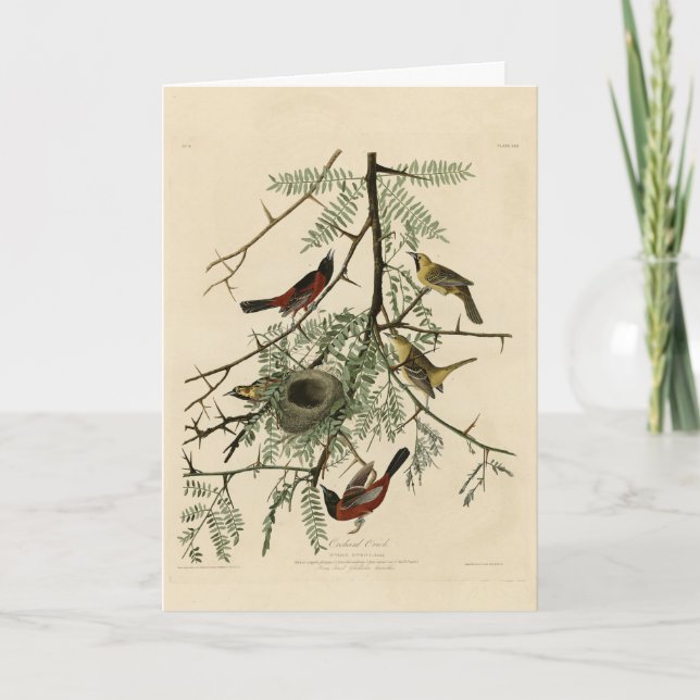 Carte Orchard Oriole des Oiseaux d'Amérique d'Audubon (Devant)